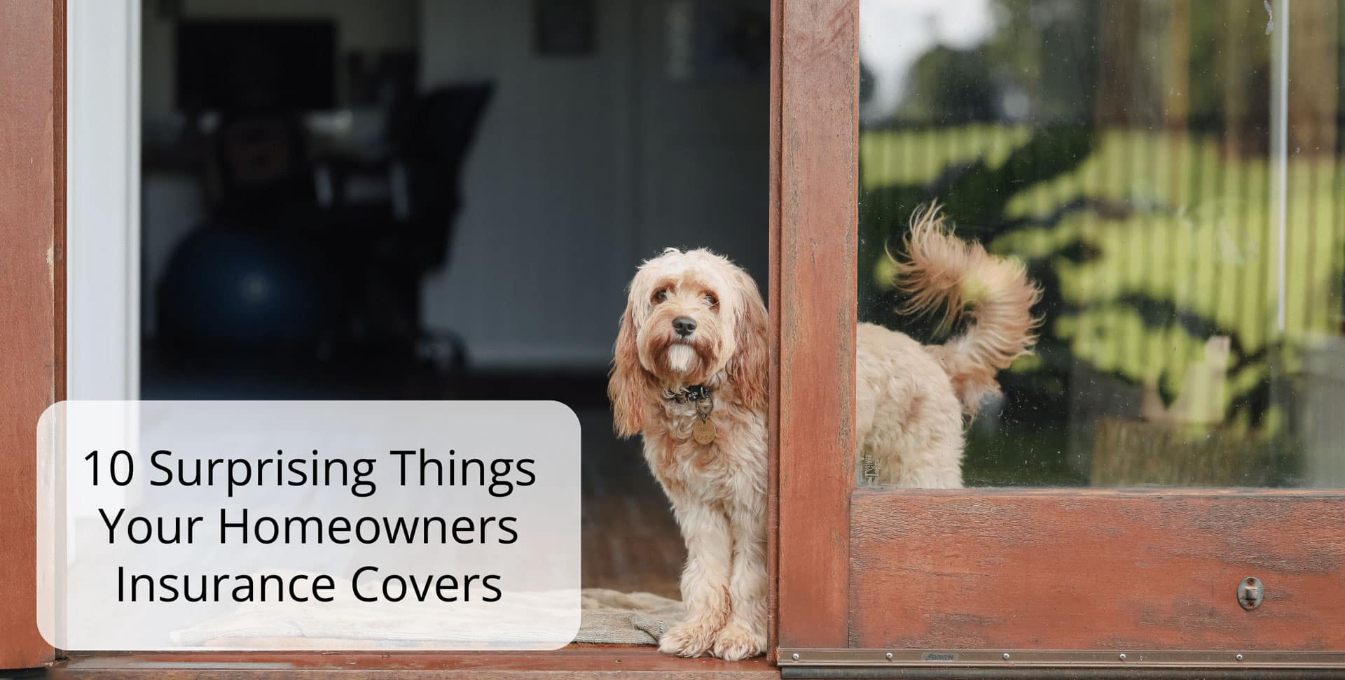 A small, fluffy dog stands in an open doorway looking outside. Text reads, 10 Surprising Things Your Homeowners Insurance Covers. The scene shows a cozy home with a blurred background and greenery outside.